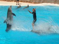 Loro Parque - Teneryfa