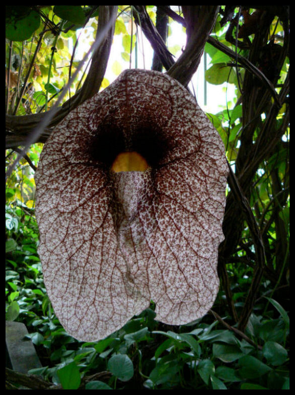 Kokornak wielkokwiatowy(Aristolochia grandiflora)