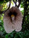 Kokornak wielkokwiatowy(Aristolochia grandiflora)