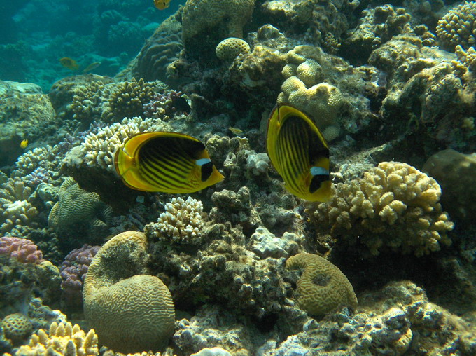 Striped butterflyfish