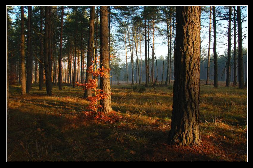 Radęcin rankiem