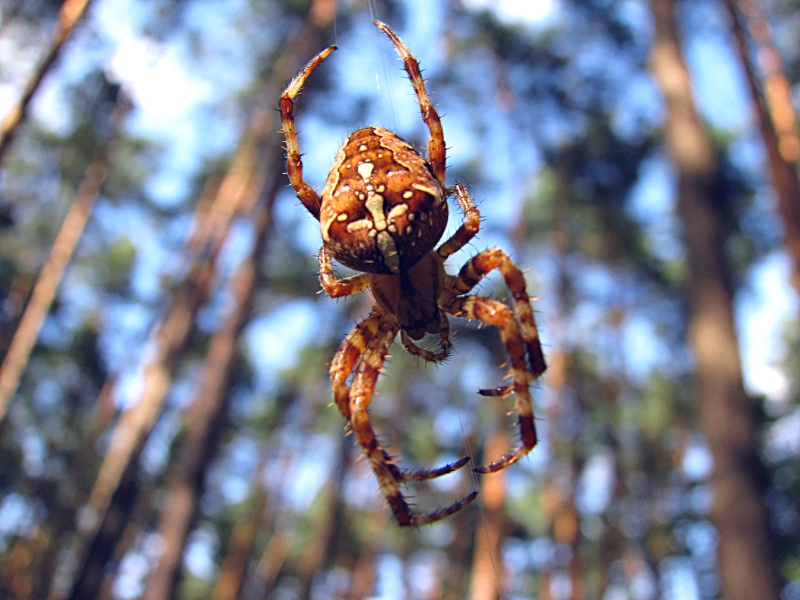 ...Araneus Diadematus...