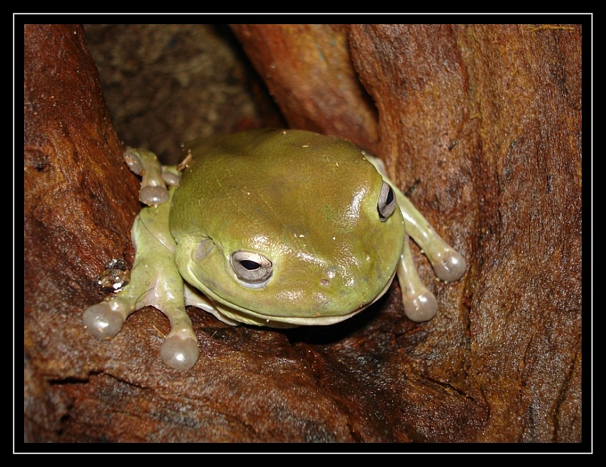 litoria z jaskini