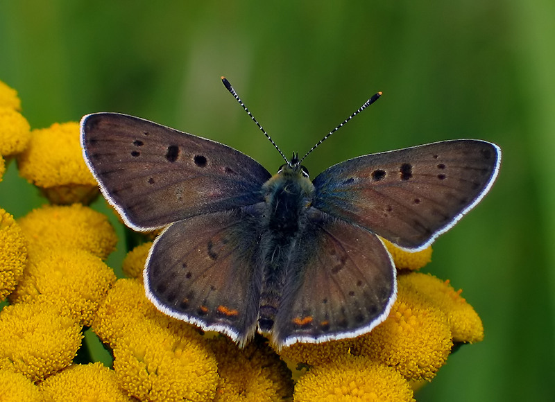 MODRASZEK IGLICZNIK (Aricia agestis)