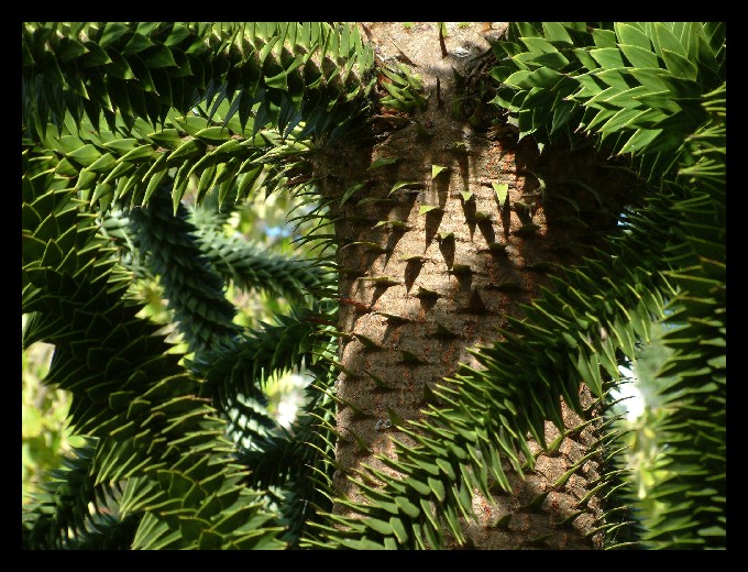 araucaria