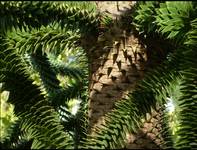 araucaria