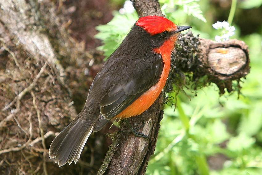 Vermilion Flycatcher