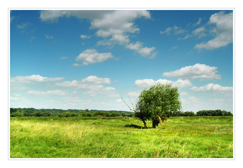 Pejzaż z Wierzbą