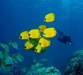 Masked butterflyfish.