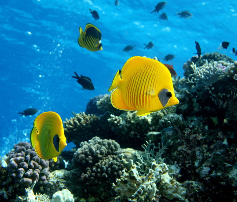 Masked butterflyfish