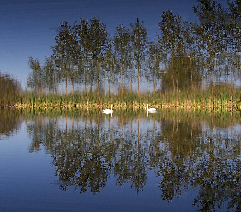 makatka z łabądkami:)