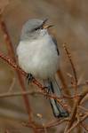 Mimus polyglottos, Przedrzezniacz