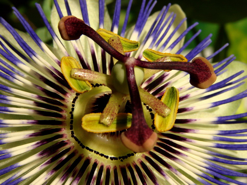 passiflora