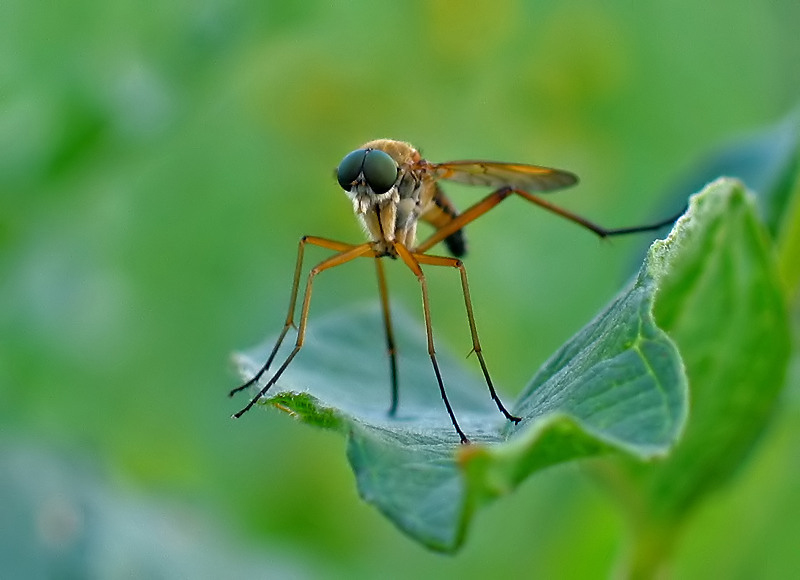 WIERZCHOŁÓWKA ŻÓŁTOWŁOSA (Laphria flawa)