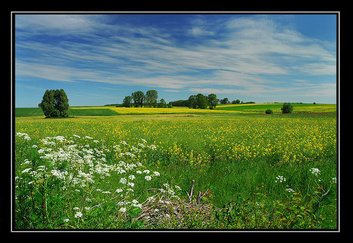 Borychów - Kwitnący rzepak