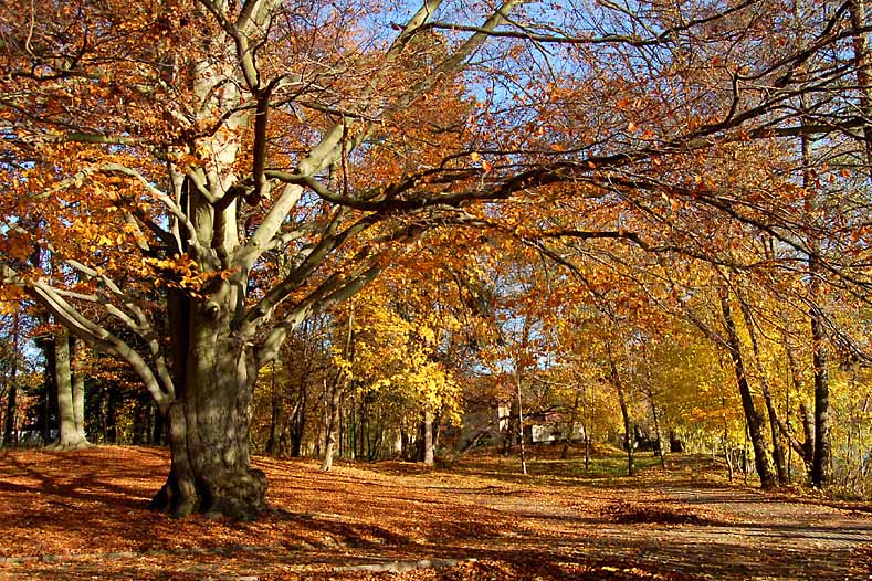 strażnik parku II