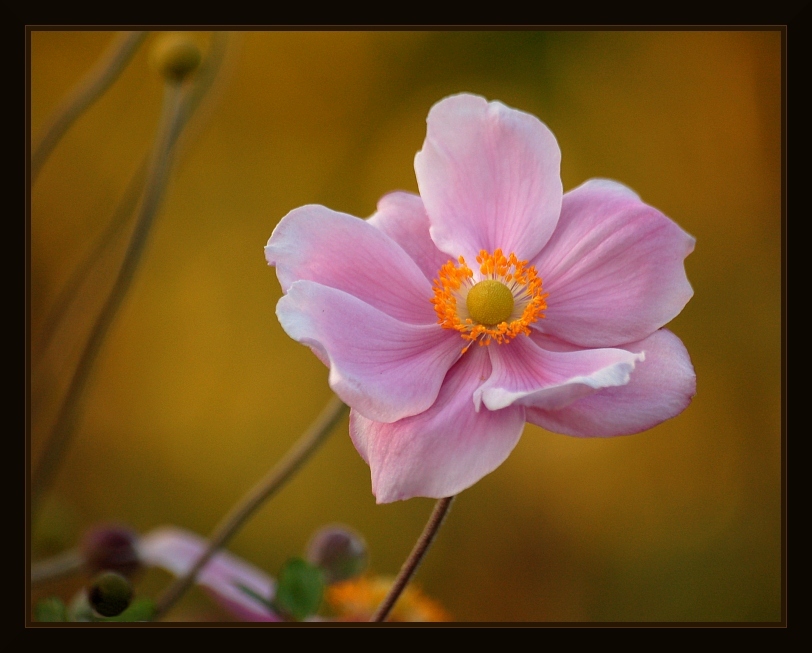 Zawilec japoński - Anemone hupehensis var. japonica