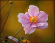 Zawilec japoński - Anemone hupehensis var. japonica