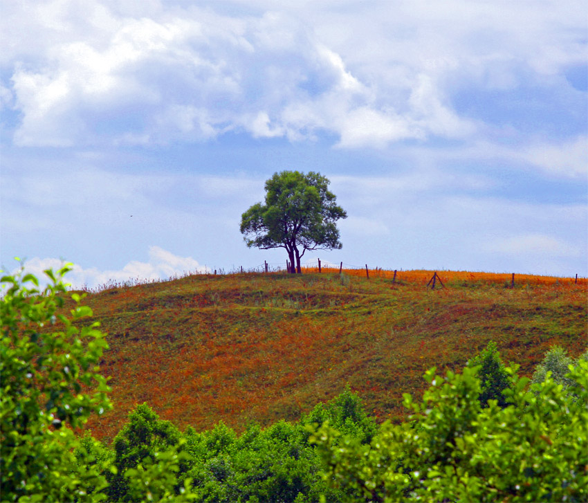 tree on the hill