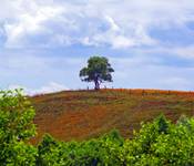 tree on the hill