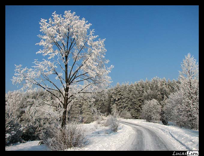 Ice Tree