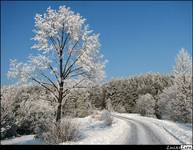 Ice Tree