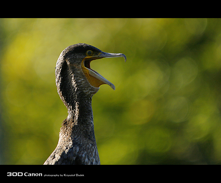 Kormoran Czarny