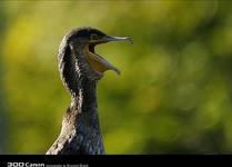 Kormoran Czarny