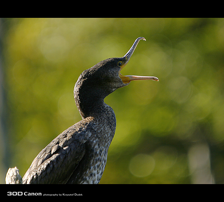 Kormoran Czarny