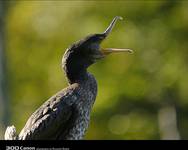 Kormoran Czarny