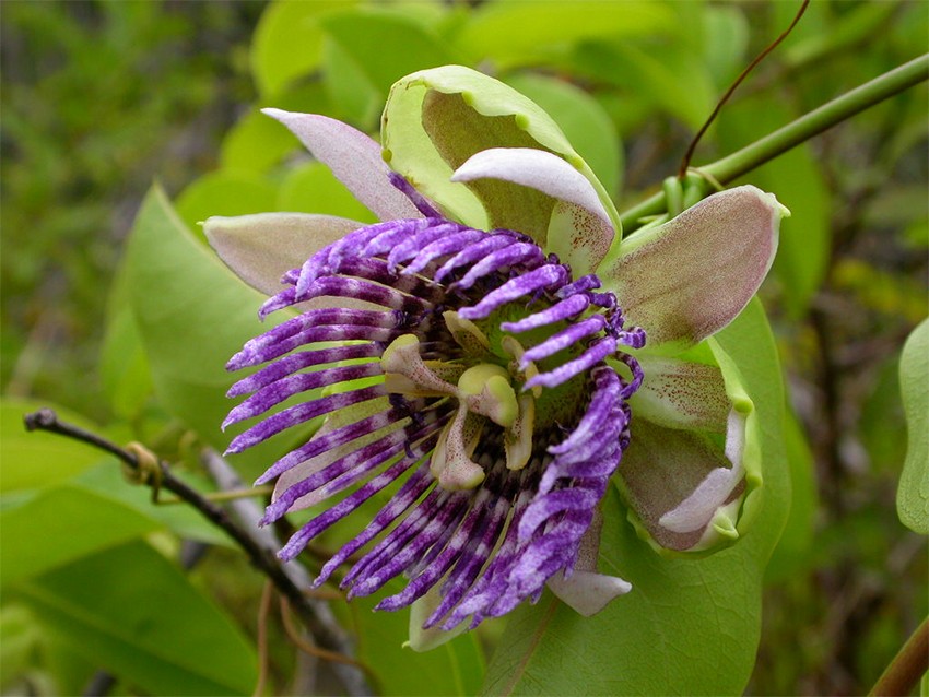 037. Passiflora caerulea #1