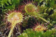 Drosera rotundifolia