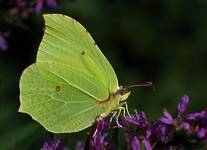 LISTKOWCA CYTRYNKA PROFIL WŁASNY (Gonepteryx rhamni)