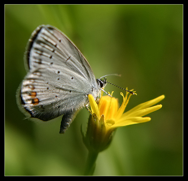 motyl - amator kwiatów