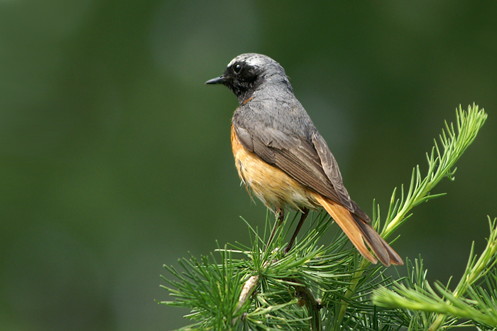 Pleszka Phoenicurus phoenicurus