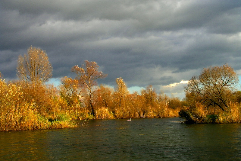 Łabądź