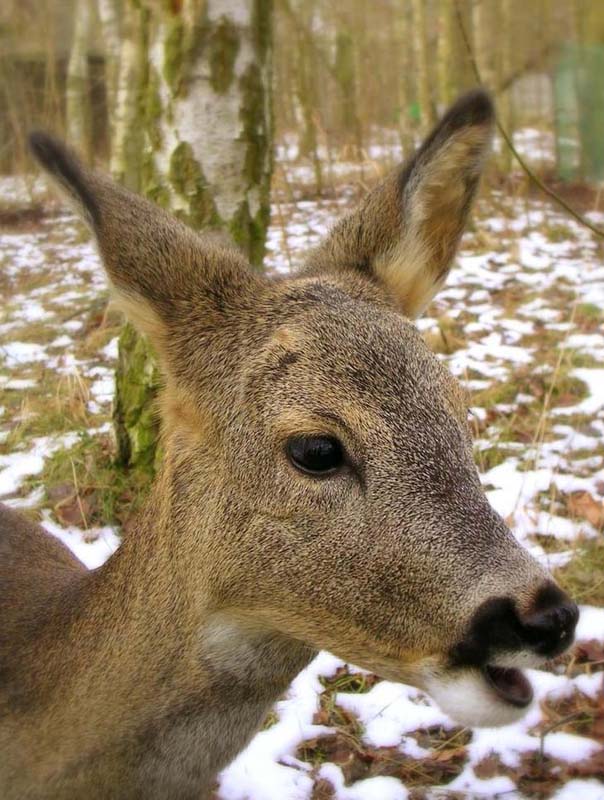 Capreolus capreolus