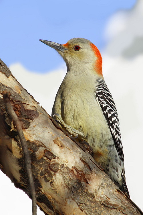 Dzieciur czerwonobrzuchy(Melanerpes carolinus)