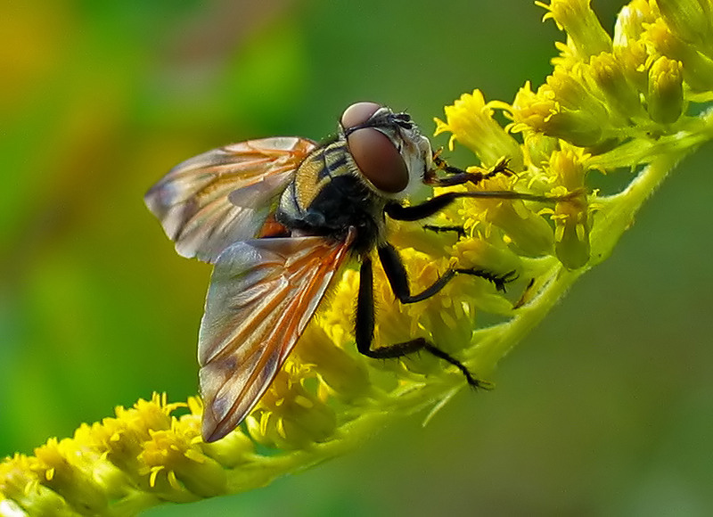 TRZMIELÓWKA LEŚNA (Volucella pellucens) -  ARTYSTYCZNY SZLIF SKRZYDEŁEK