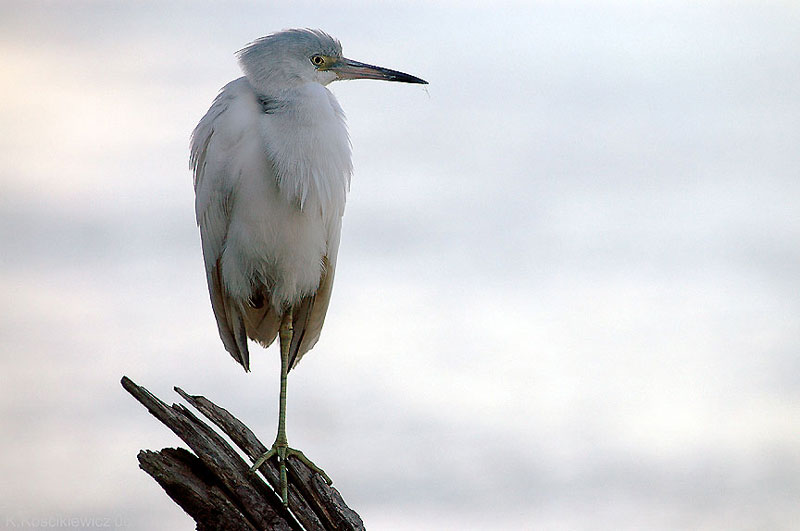 Egretta caerulea