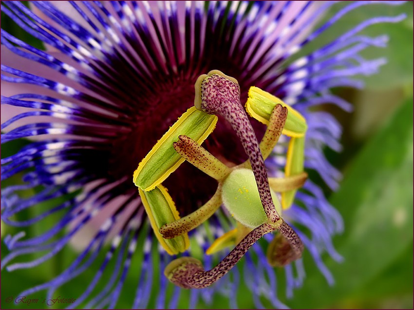 038. Passiflora caerulea #2