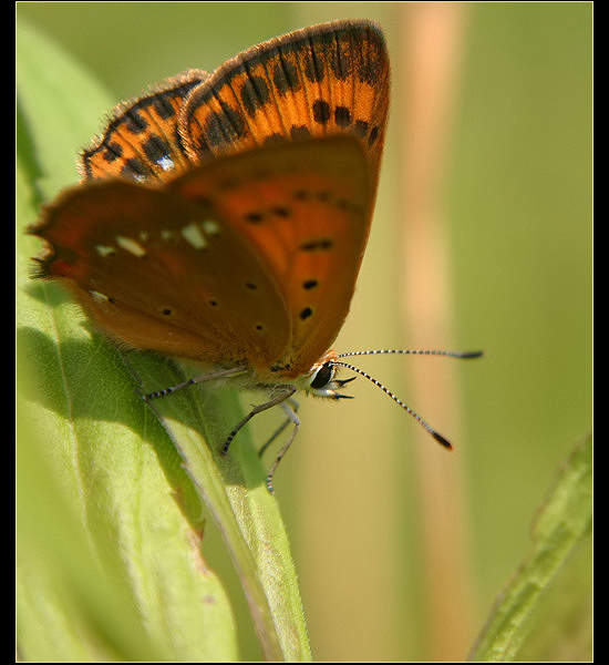 motyl