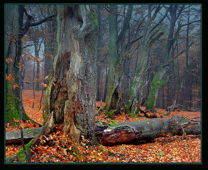 Bieszczady 2005