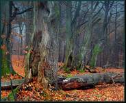 Bieszczady 2005