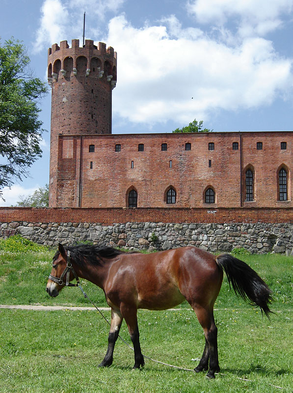 widok na zamek w Świeciu