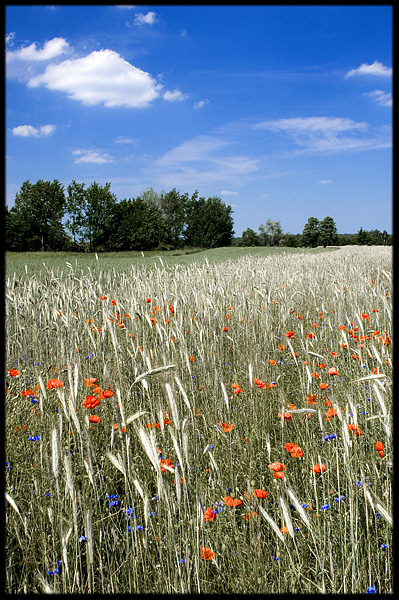 Środek lata na Mazowszu