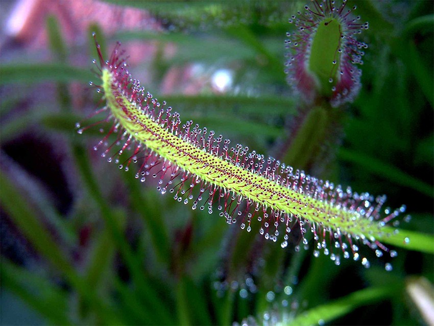 Drosera capensis