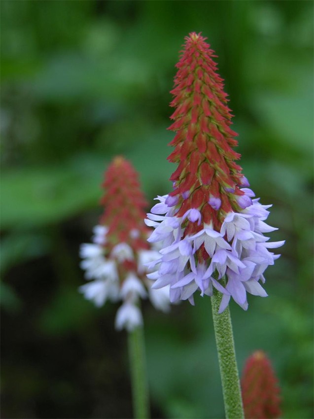 039. Primula vialii