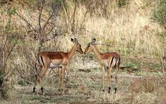 AFRICAN WILDLIFE LOVE