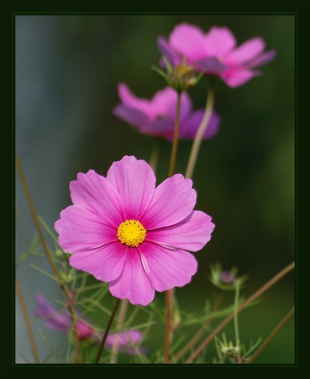 Onętek Sensation - Cosmos bipinnatus